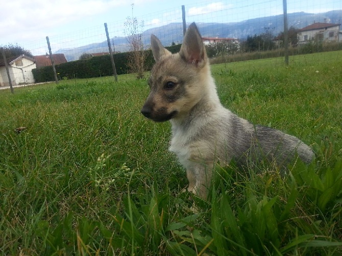 Elevage Gardien Du Noatùn eleveur de chiens Vallhund suedois Spitz