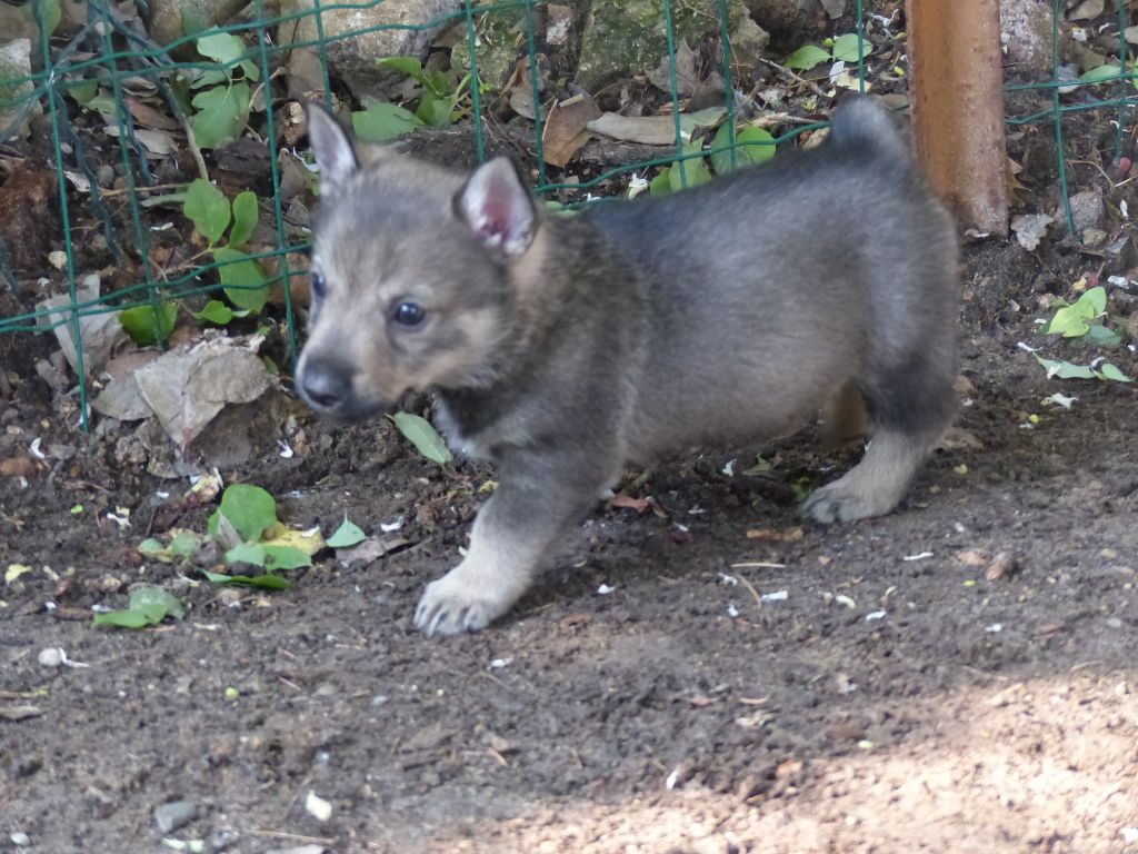 Gardien Du Noatùn - Chiots disponibles - Spitz des Visigoths